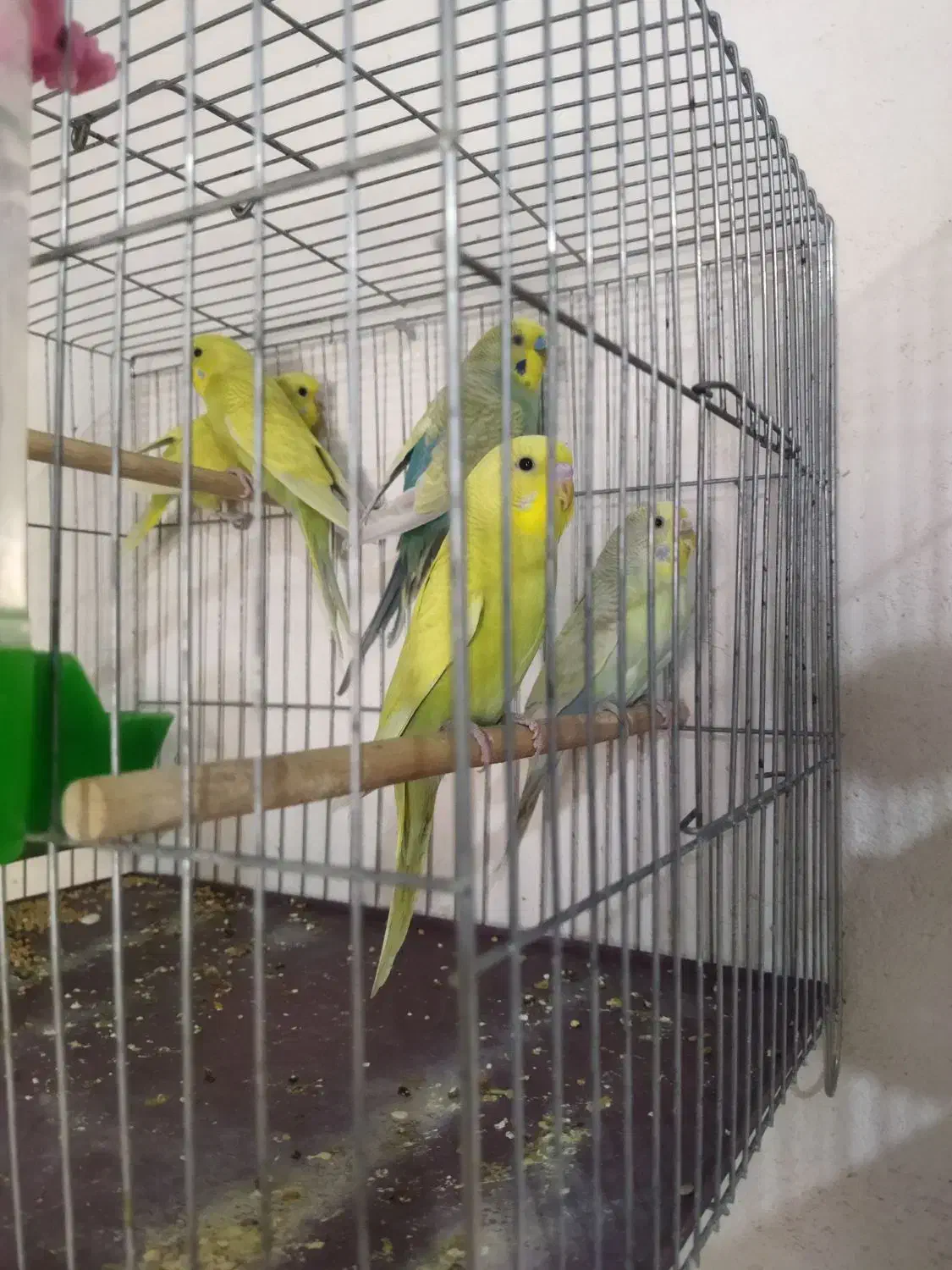 مرغ عشق رنگ خاص|پرنده|سنقر, |دیوار