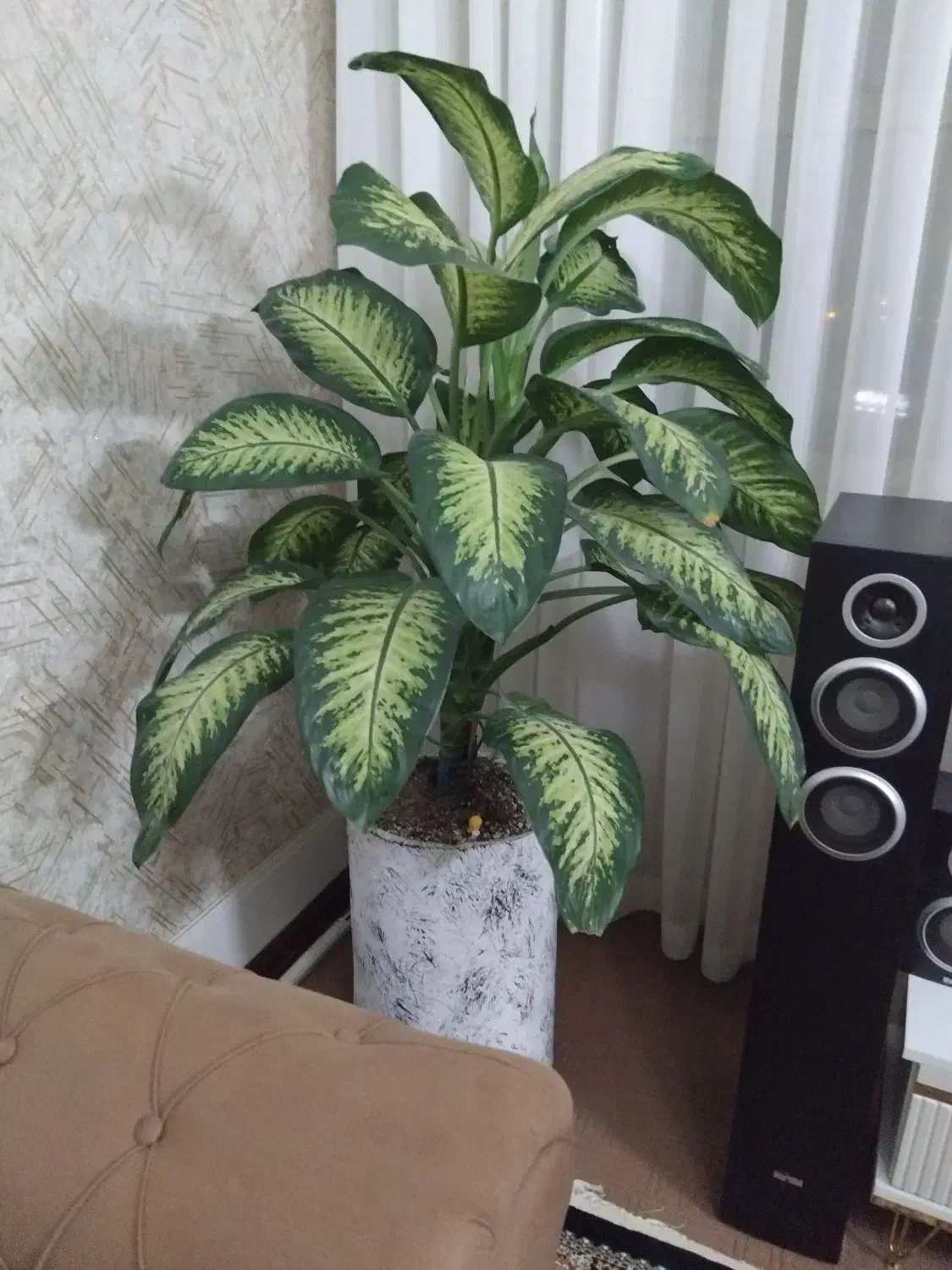 گل دیفن باخیا|گل و گیاه طبیعی|گلبهار, شهر جدید گلبهار|دیوار