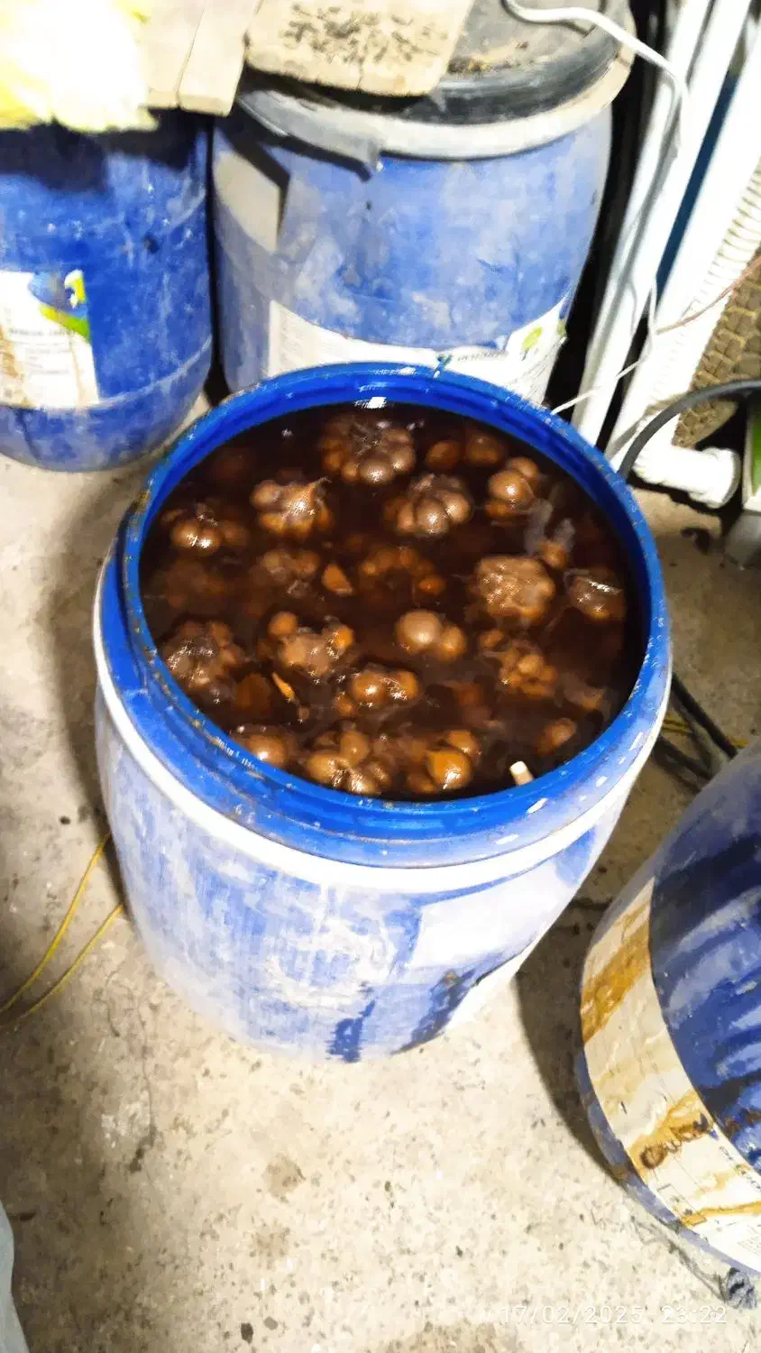 سیر ترشی ۷ساله|عمده‌فروشی|ساروق, |دیوار