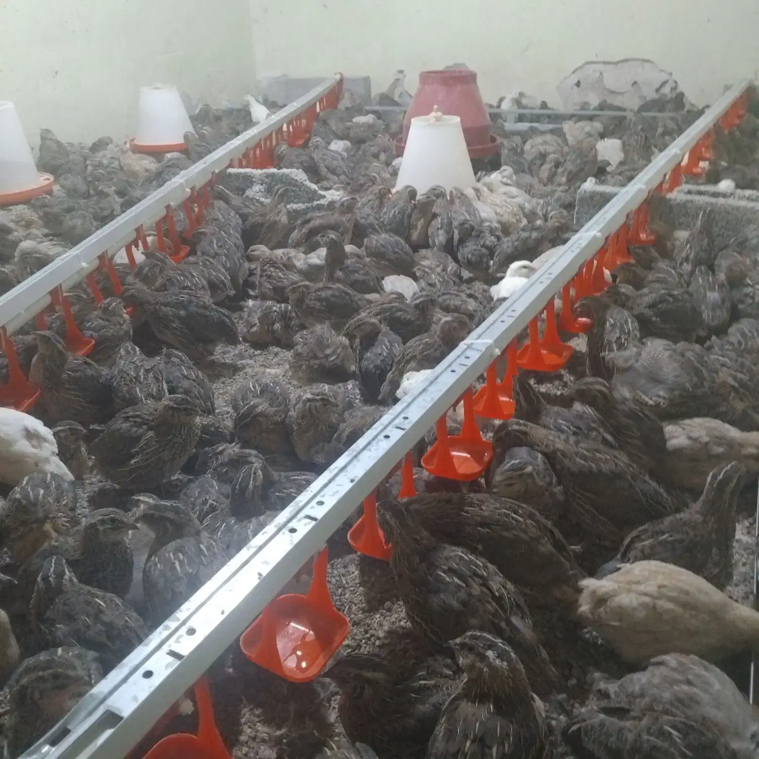 بلدرچین|پرنده|رویدر, |دیوار