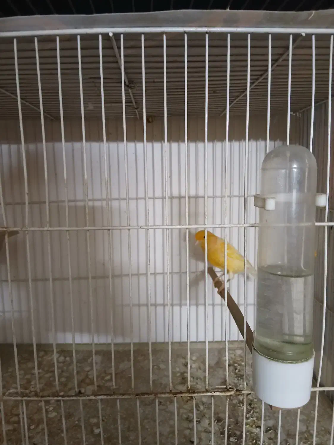 قناری دارچینی|پرنده|مشهد, انقلاب|دیوار