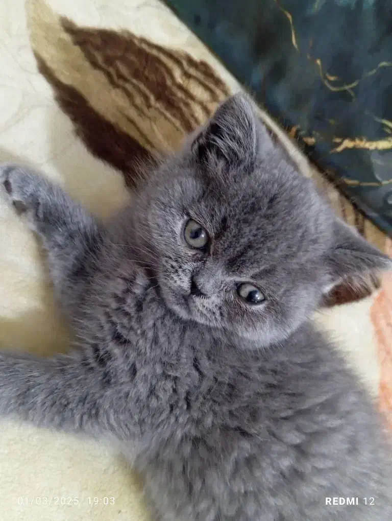 اسکاتیش یک ساله نر|گربه|بومهن, |دیوار