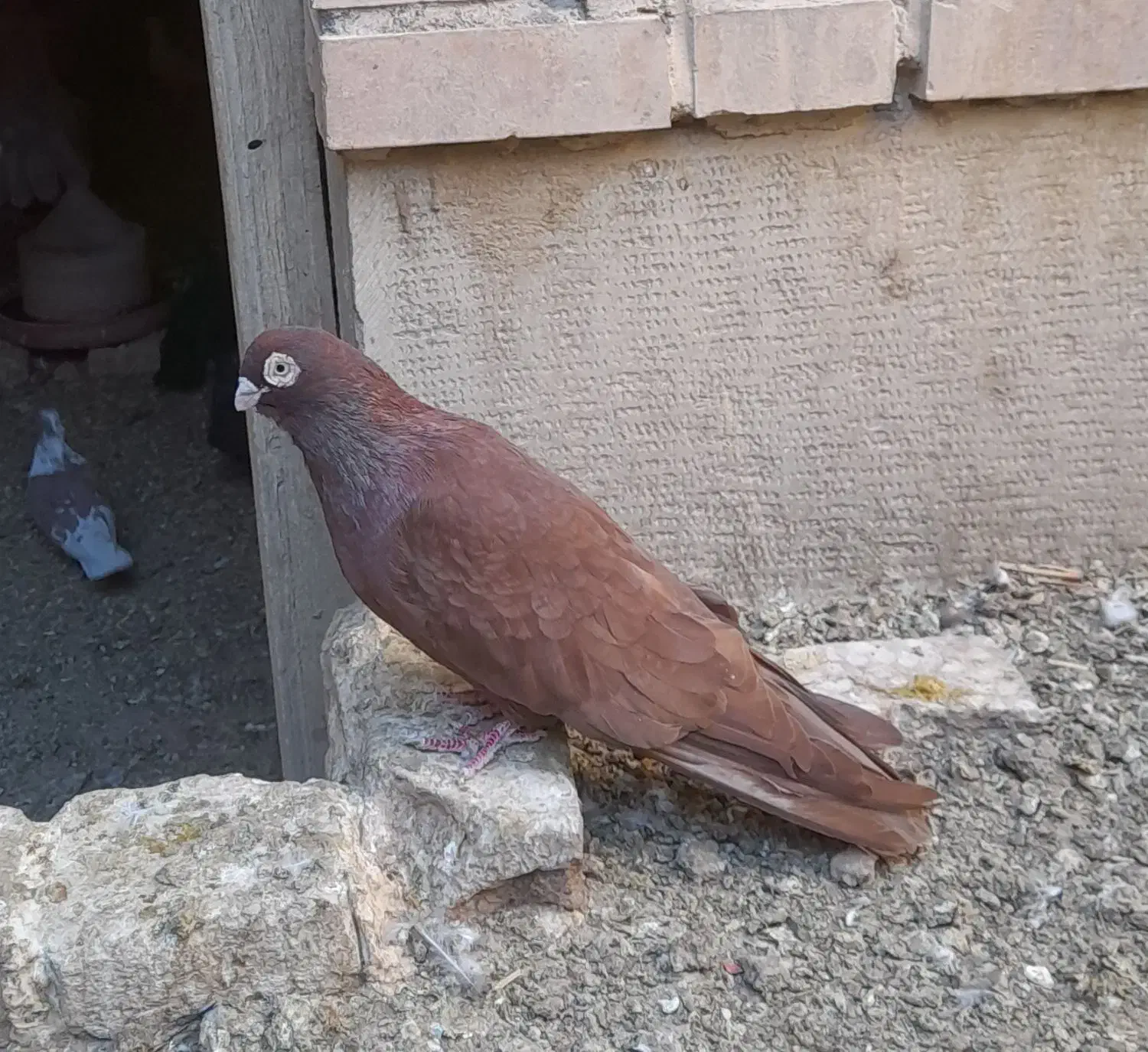 نر صرب شهرضا|پرنده|شهرضا, |دیوار