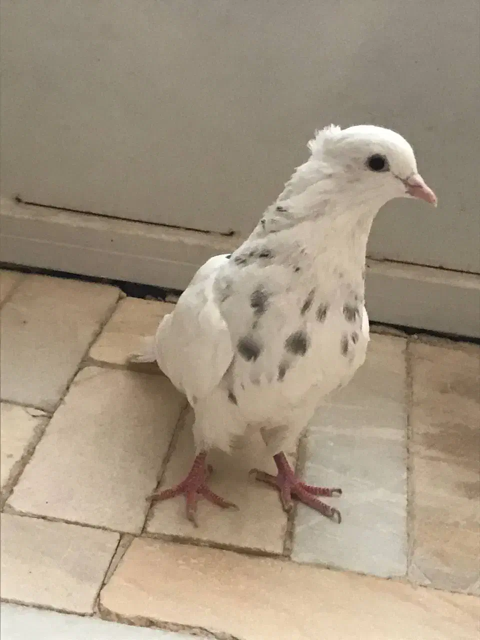 طوقی سرور|پرنده|اردکان, |دیوار