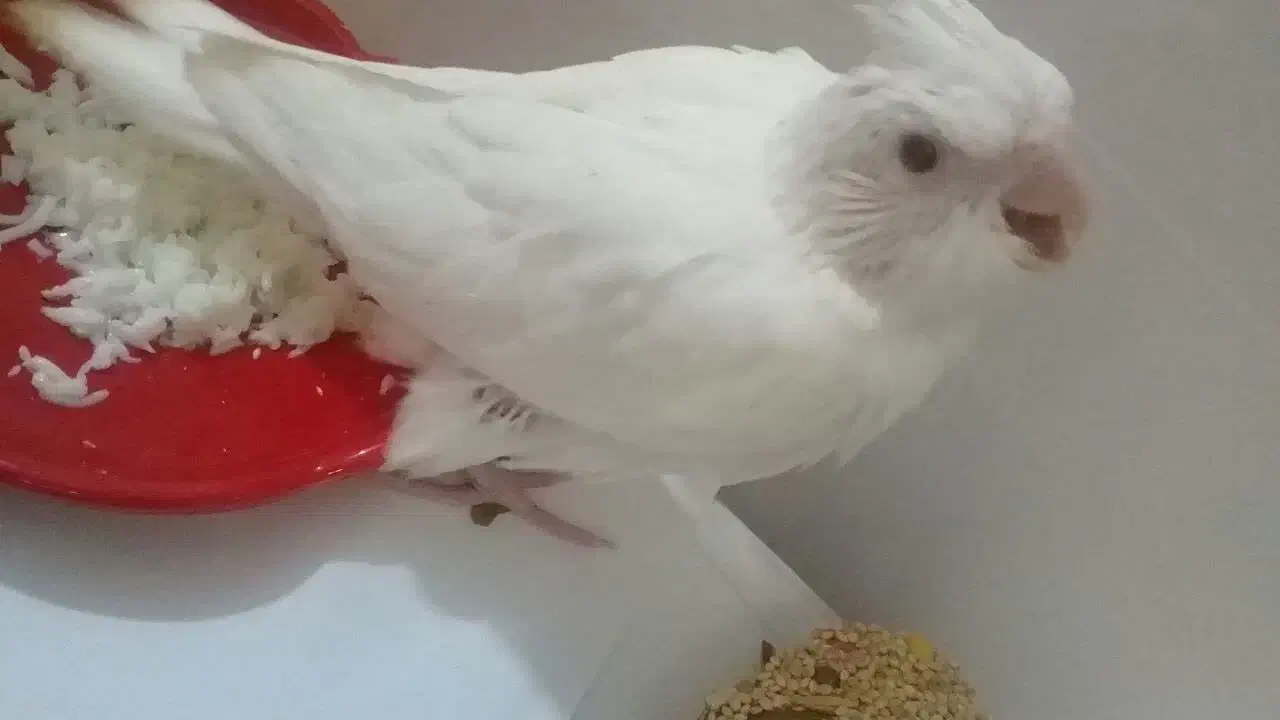 جوجه عروس هلندی آلبینو|پرنده|بروجرد, |دیوار