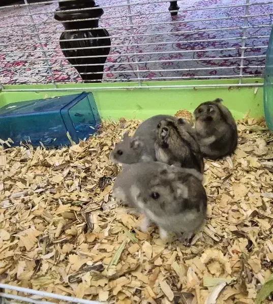 همستر|موش و خرگوش|کرمان, |دیوار