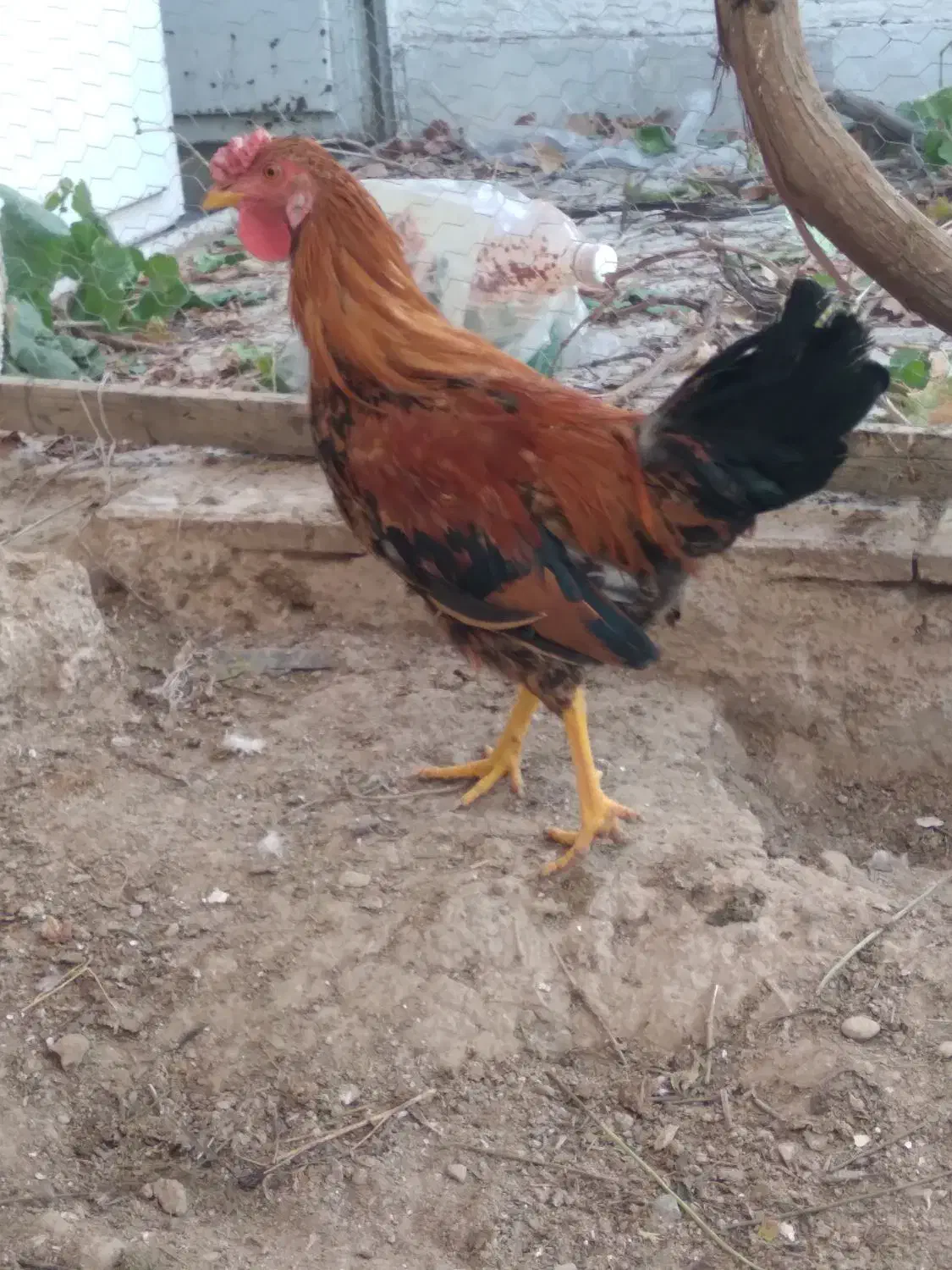 خروس گلین|حیوانات مزرعه|نجفآباد, یزدانشهر|دیوار