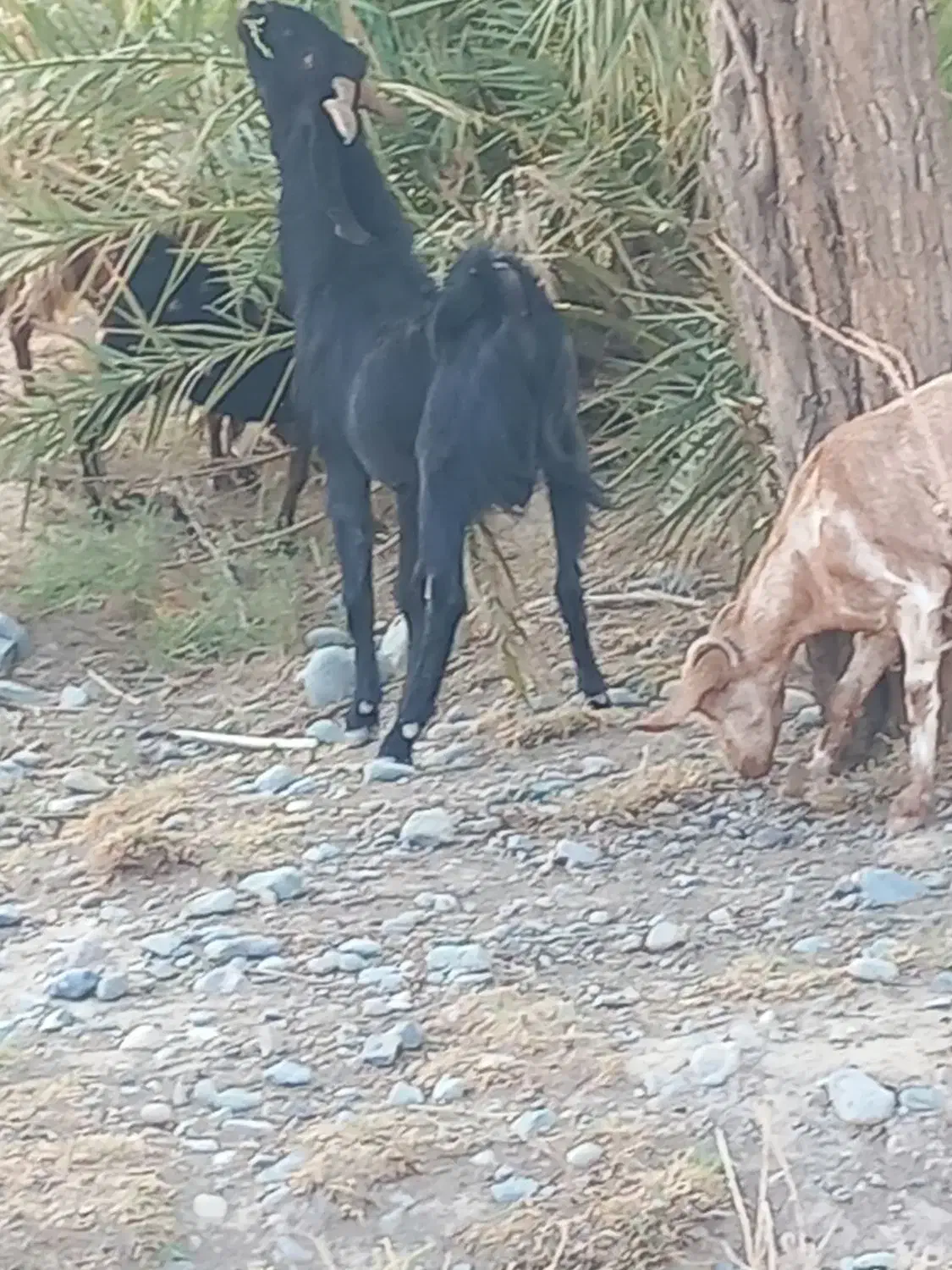 گوسفند نری|حیوانات مزرعه|جیرفت, |دیوار