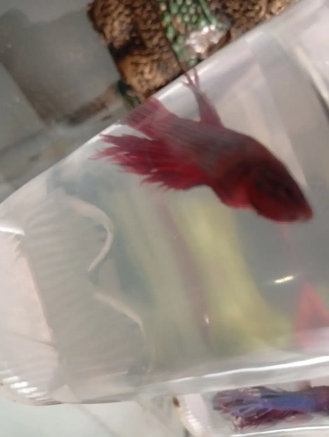 ماهی فایتر|ماهی|ارومیه, |دیوار