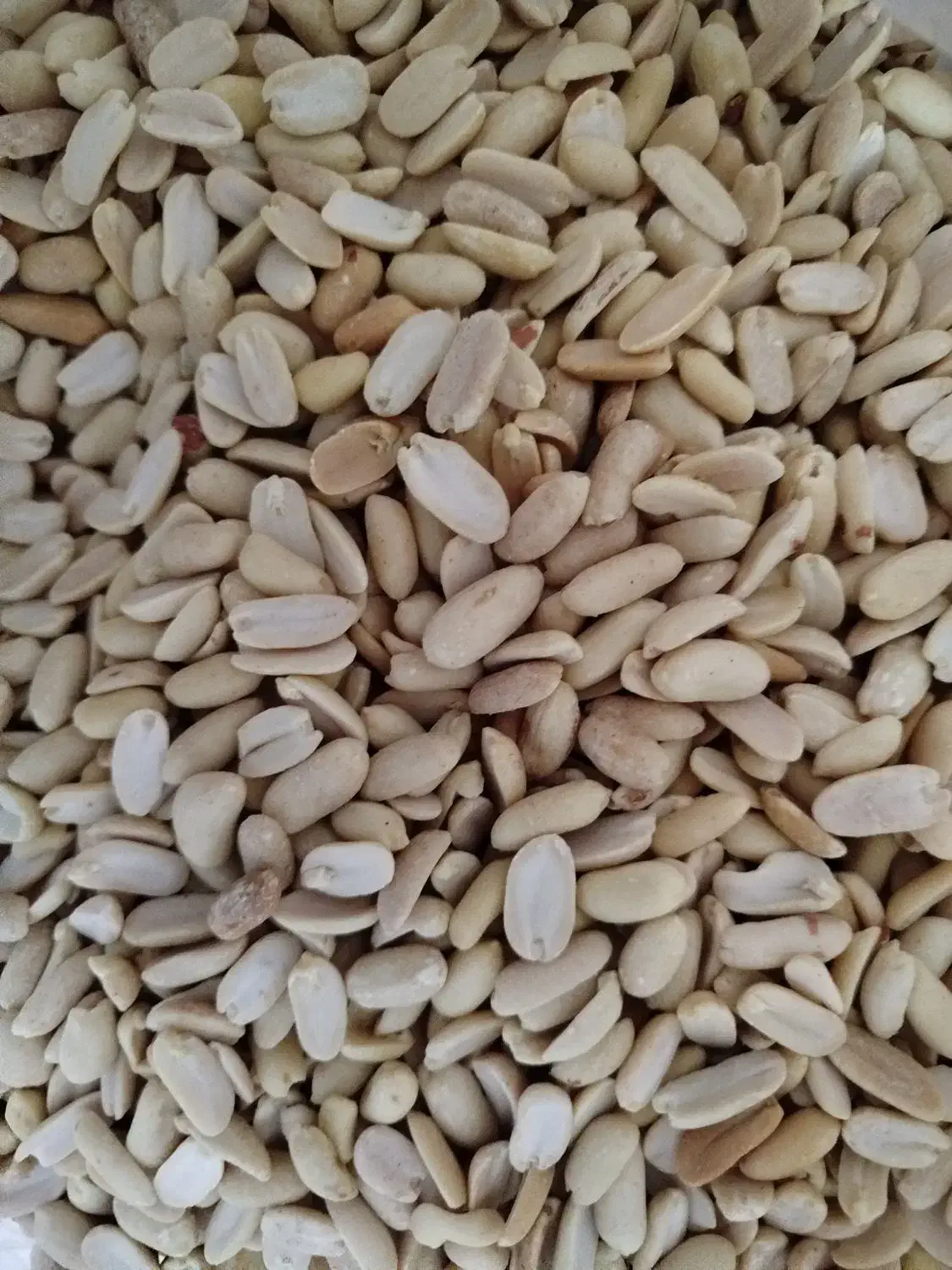 بادام زمینی کره گیری|عمدهفروشی|شیراز, پایانه مسافربری سعدی|دیوار