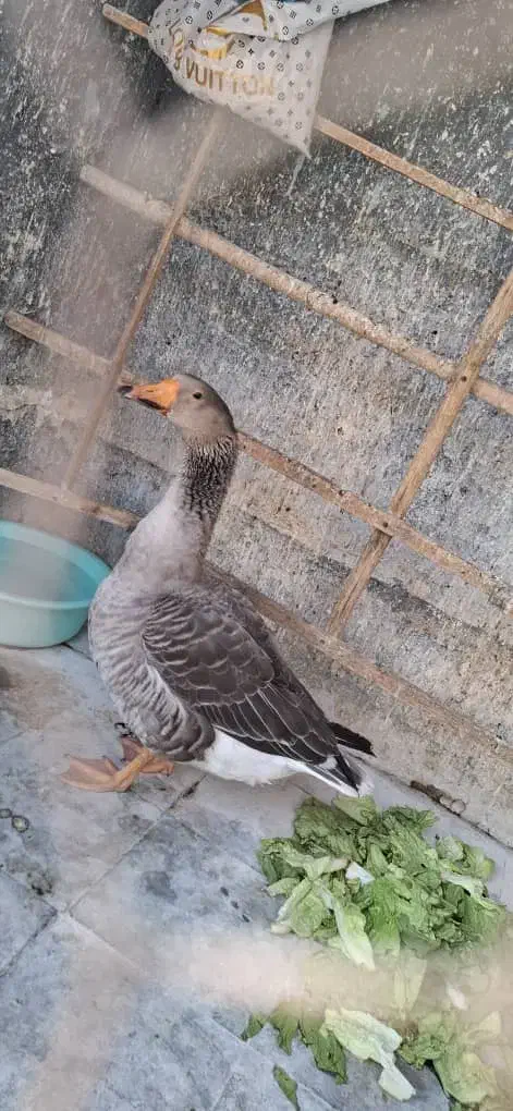 قو غاز|حیوانات مزرعه|تهران, جوادیه|دیوار