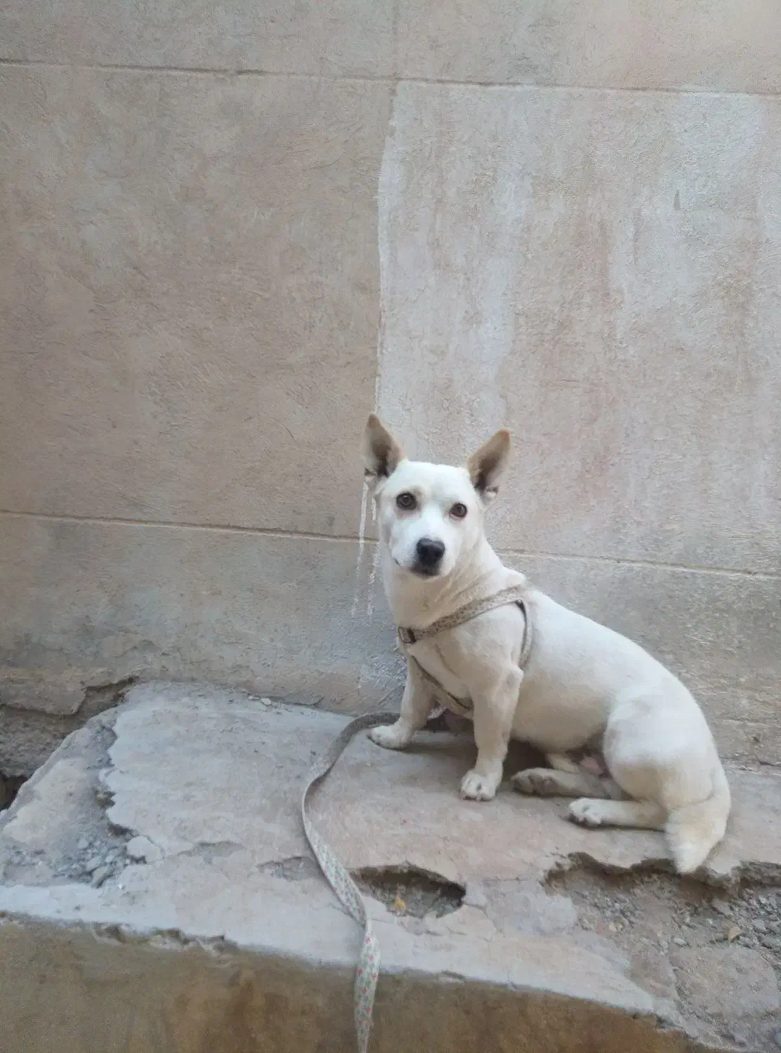 سگ پاپی گوش تیز|سگ|تربتحیدریه, سرمحله|دیوار