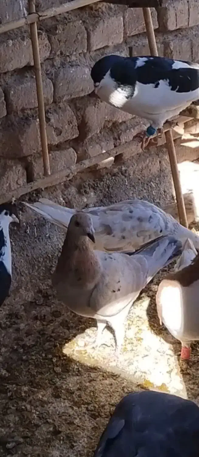 خطی|پرنده|قزوین, |دیوار