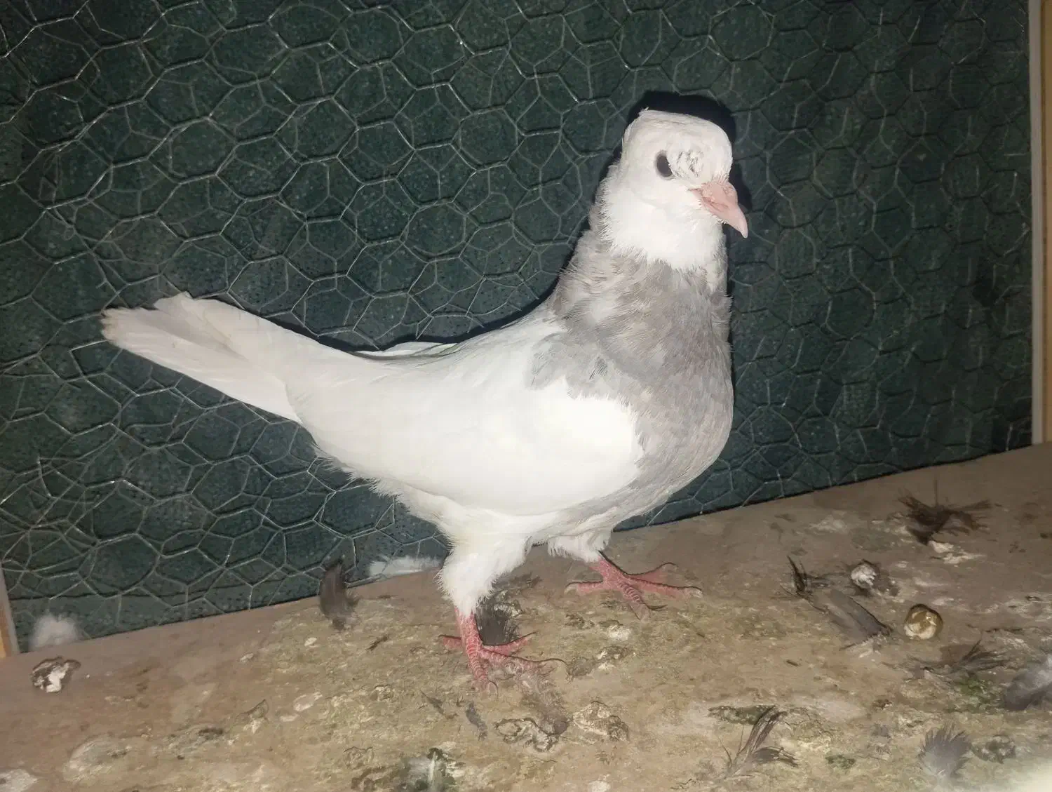 کبوتر|پرنده|لالی, |دیوار