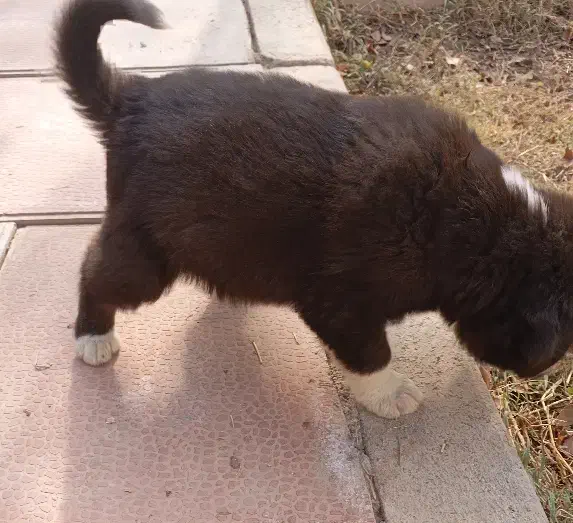 واگذاری توله نر قدرجونی|سگ|باقرشهر, |دیوار