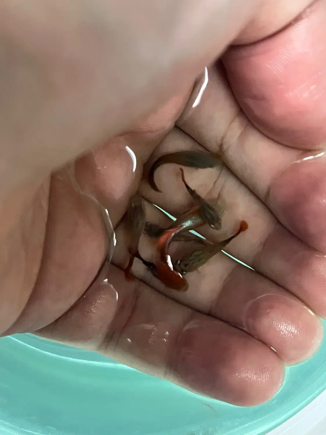 ماهی گوپی کوی بالن|ماهی|تهران, توحید|دیوار