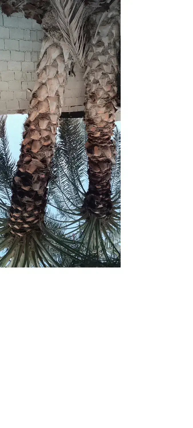 قطع و هرس درخت و نخل و دراوردن دمیت و پاجوش|خدمات باغبانی و درختکاری|برازجان, |دیوار