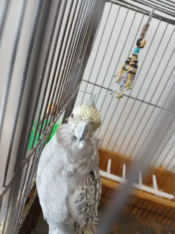 عروس هلندی نر|پرنده|گلپایگان, |دیوار