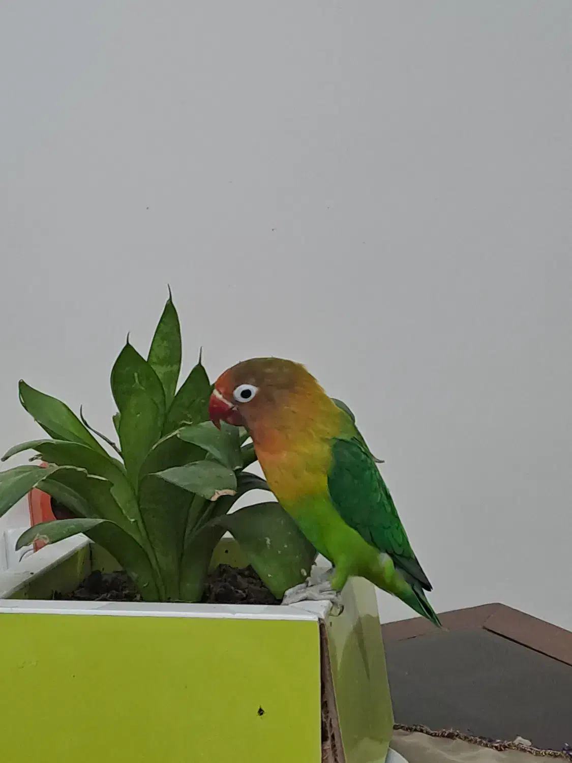 طوطی برزیلی دستی|پرنده|کرج, باغستان|دیوار