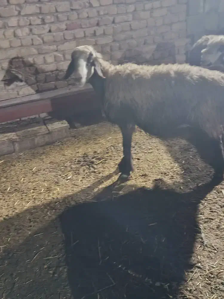 شیشک میش ابستن|حیوانات مزرعه|شیراز, شهرک رضوان|دیوار