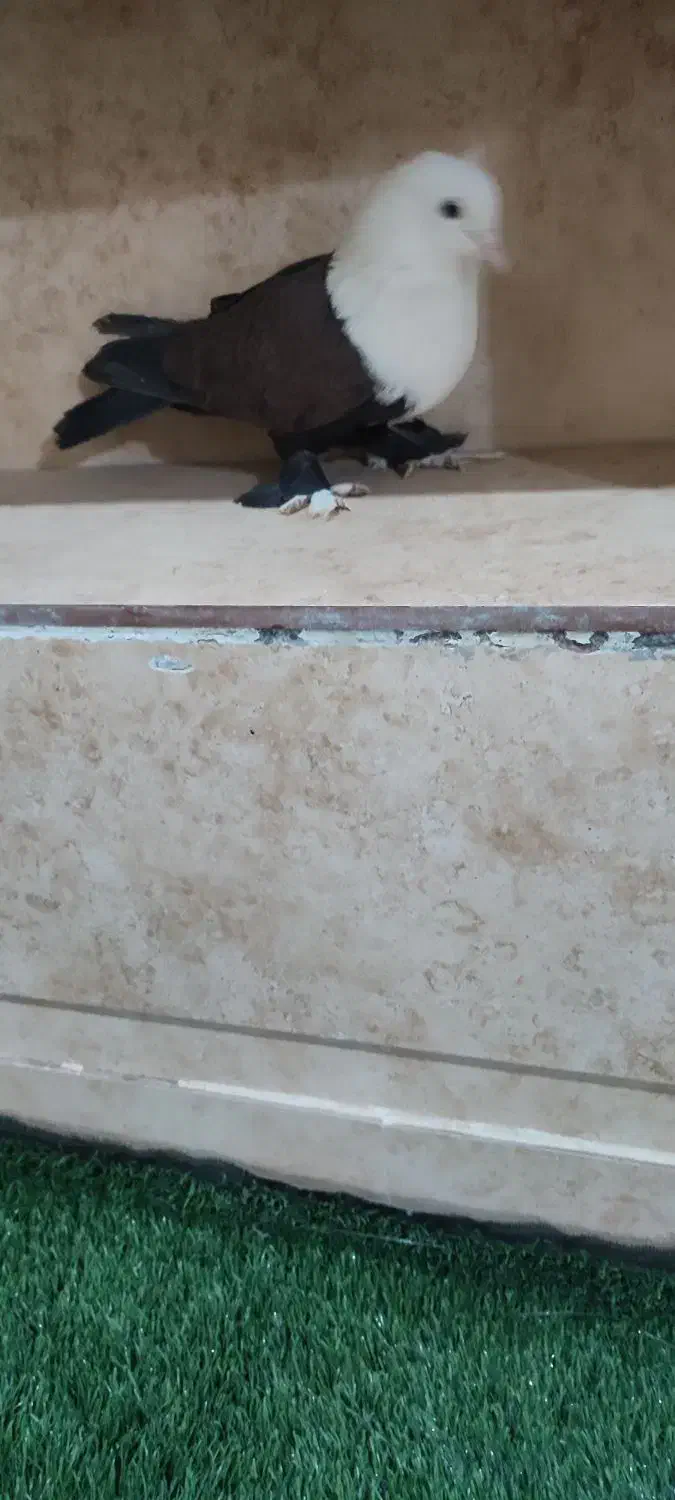 کفتر کل سفید یا کربلایی مهر فروش و معاوضه|پرنده|قنوات, |دیوار