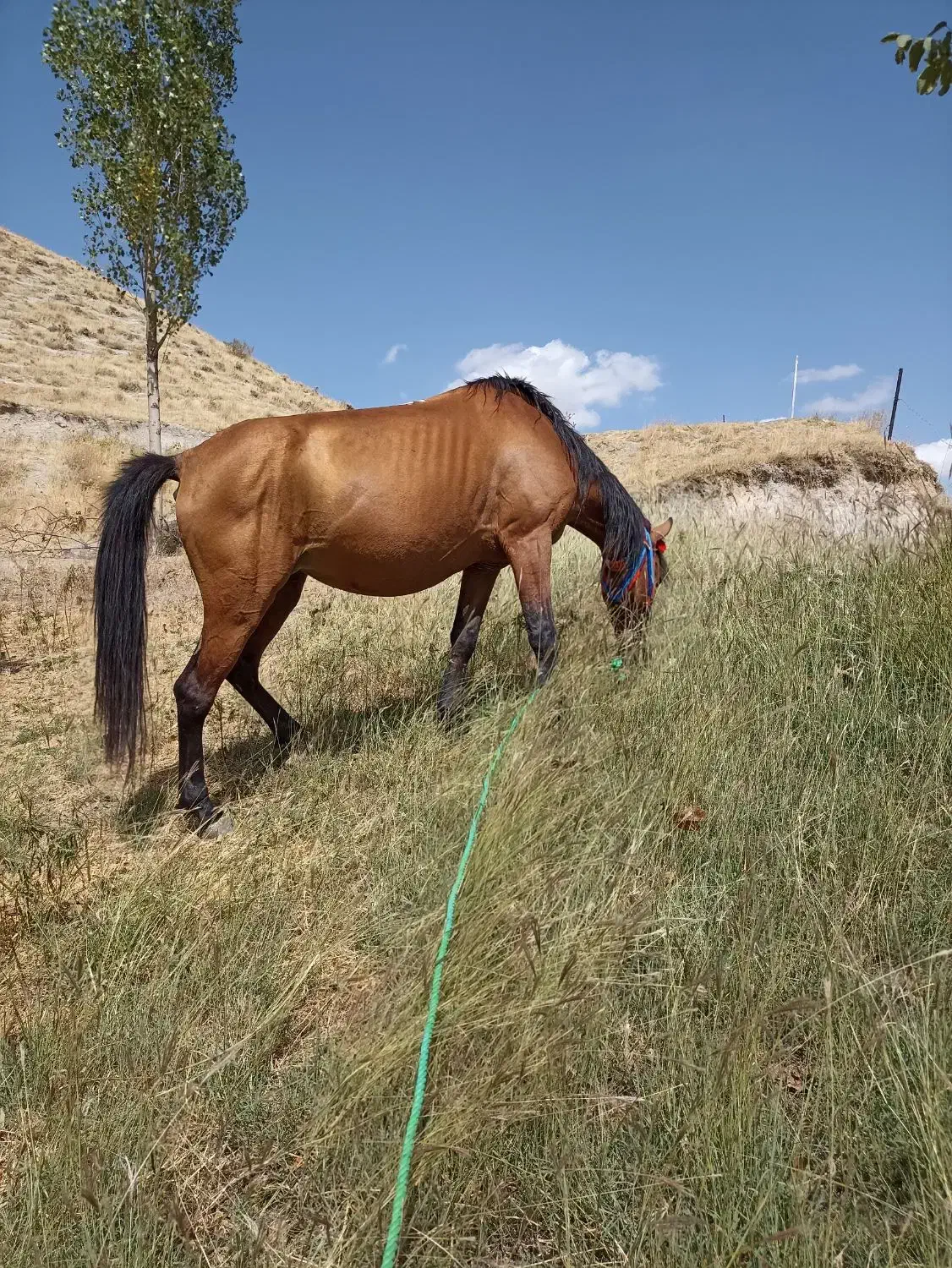 اسب مادیان ۶ به ۷ سال|اسب و تجهیزات اسبسواری|ارومیه, |دیوار