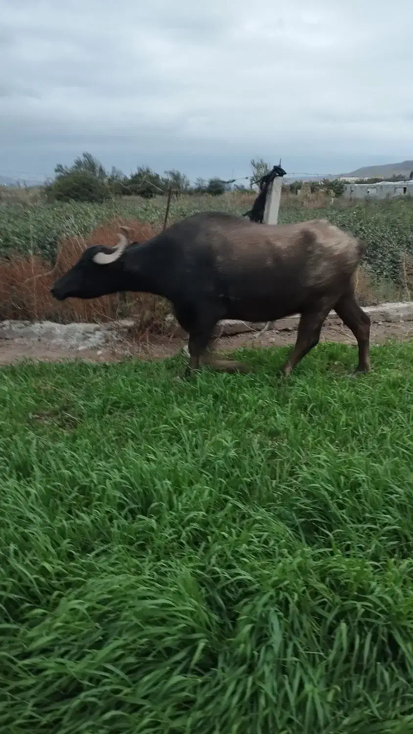 فروشیفوری|حیوانات مزرعه|اصلاندوز, |دیوار