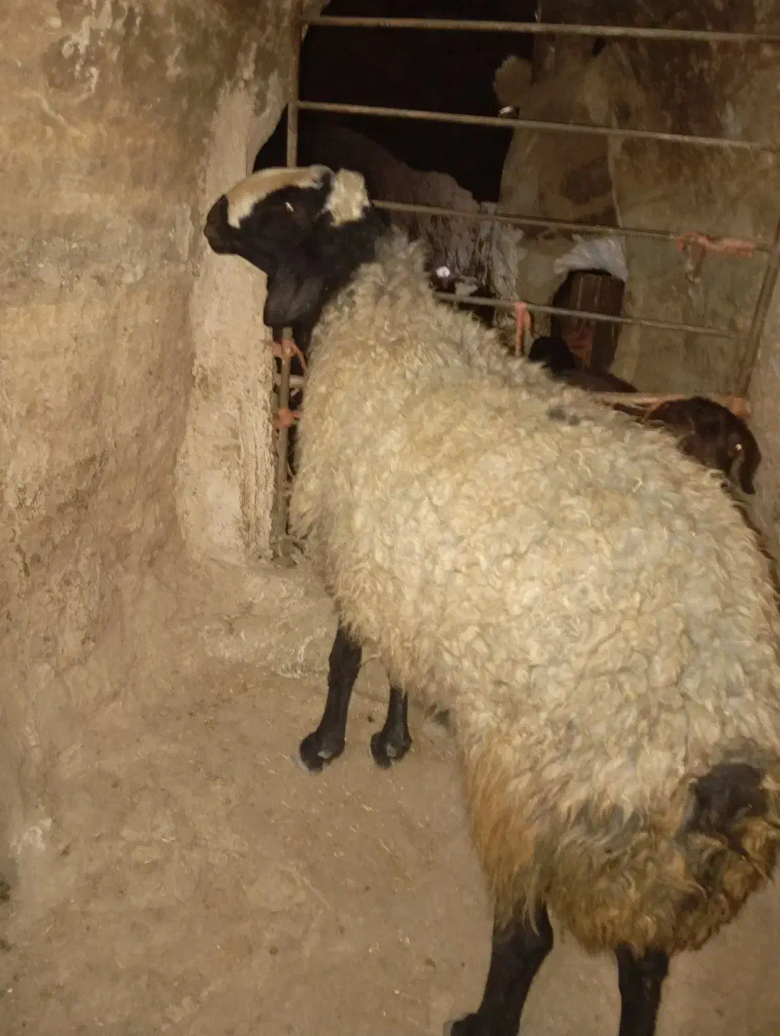 قوچ اصیل چال|حیوانات مزرعه|بزینه رود, |دیوار