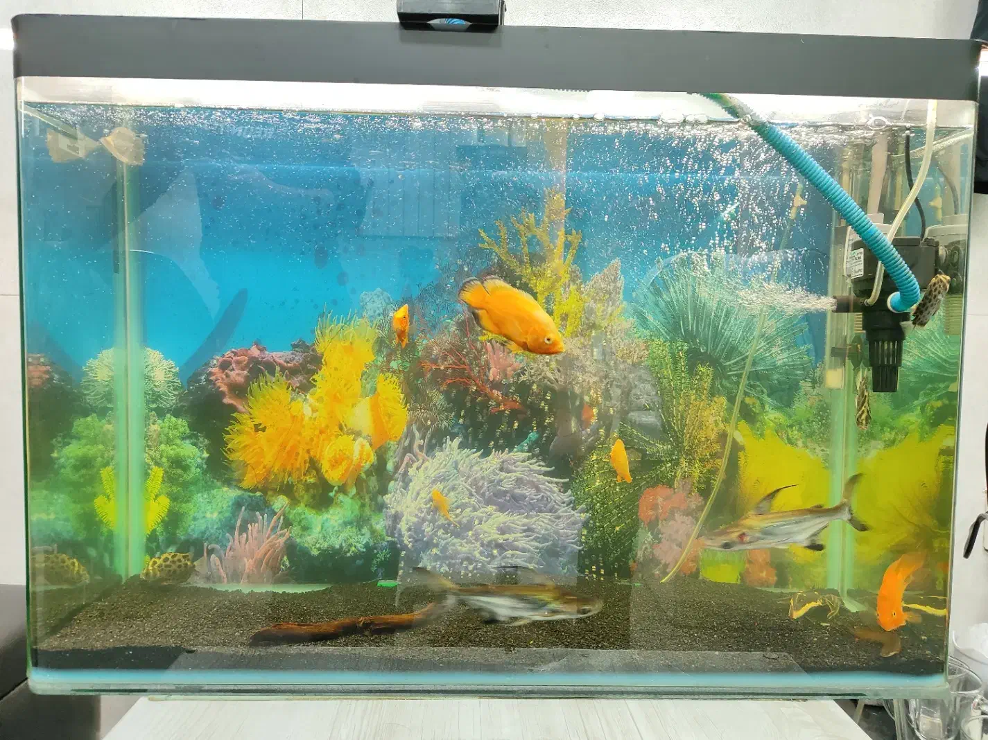 آکواریم و ماهی|ماهی|محمدیه-قزوین, |دیوار