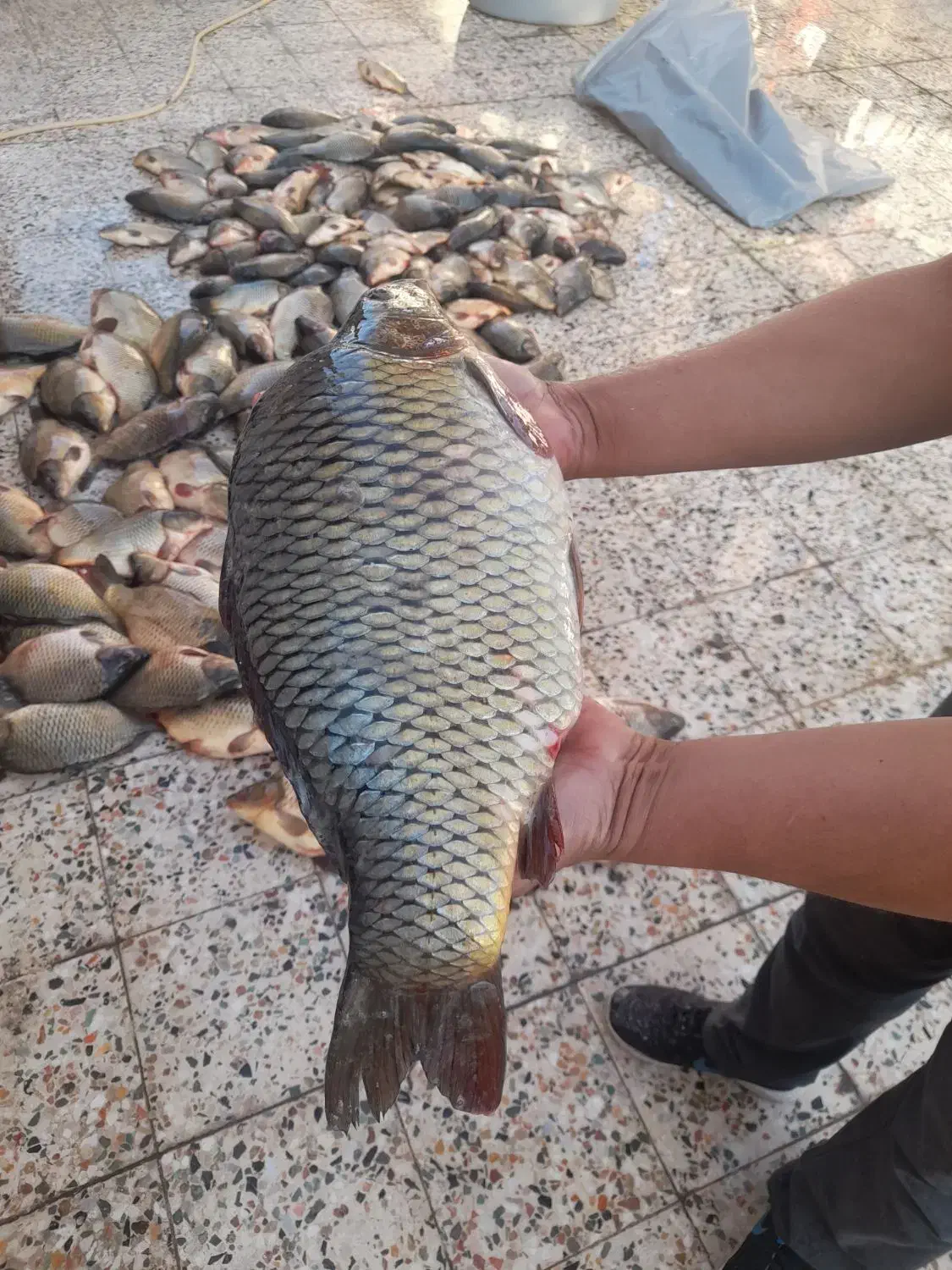 ماهی کپور|ماهی|دزفول, |دیوار