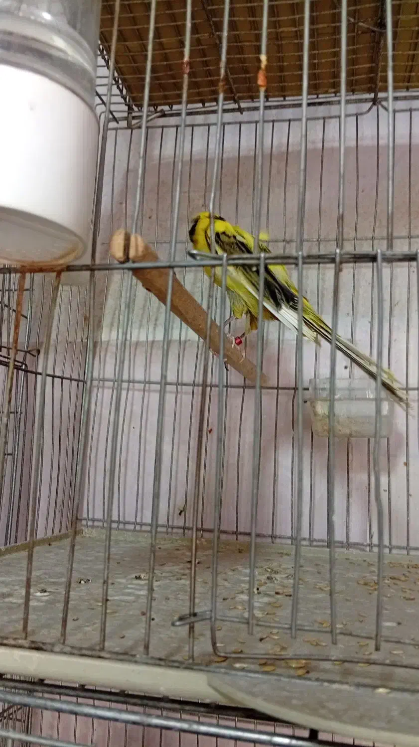 چند نمونه قناری|پرنده|خمینی‌شهر, |دیوار