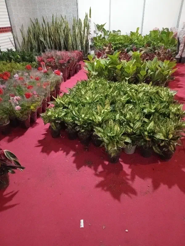 فروشندگی در نمایشگاه بین‌المللی ارومیه پارک جنگلی|استخدام بازاریابی و فروش|ارومیه, |دیوار