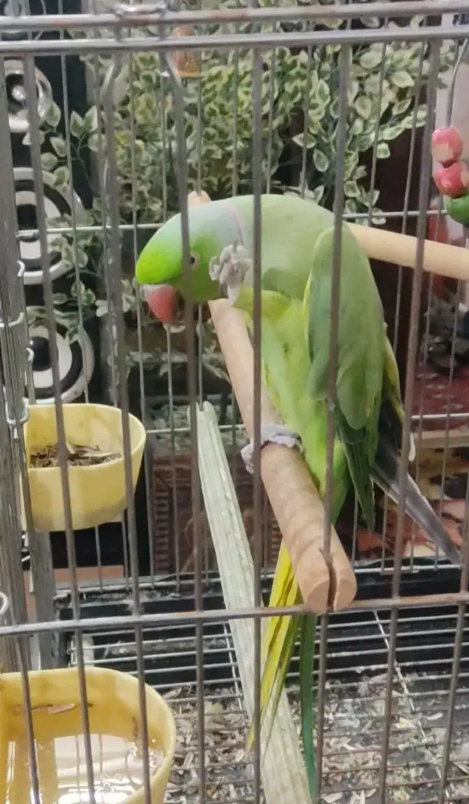 طوطی ملنگو فول دستی سخنگو|پرنده|برخوار, |دیوار