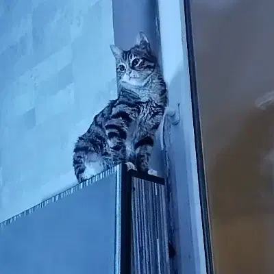 گربه|گربه|تبریز, |دیوار