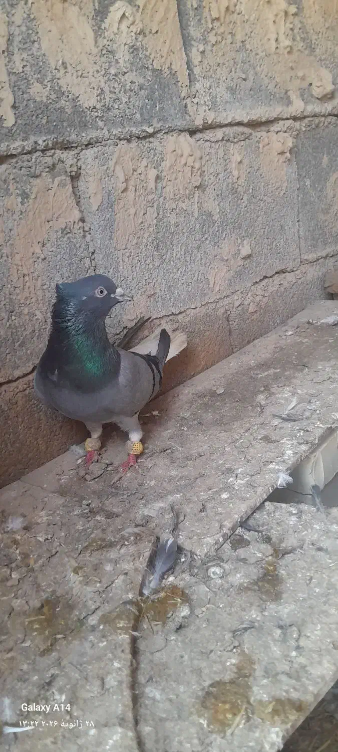 سبزدمسفید|پرنده|شوشتر, |دیوار