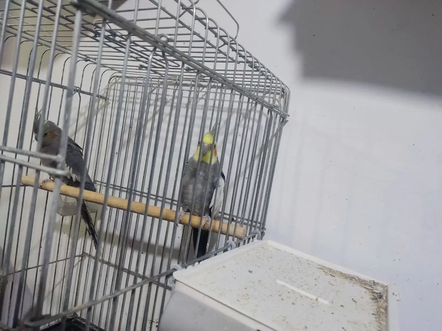 چند جفت عروس هلندی مولد|پرنده|آباده, |دیوار