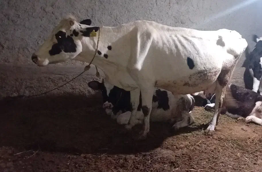 گاو اورساق|حیوانات مزرعه|بیله سوار, |دیوار