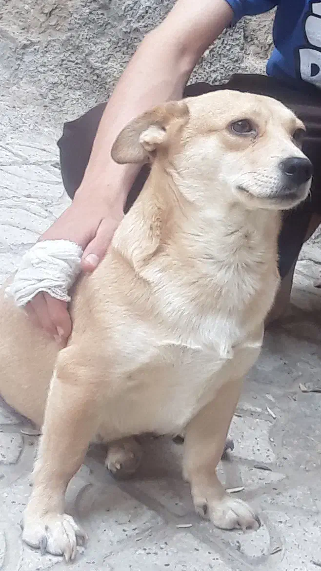 سگ ماده|سگ|قوچان, |دیوار