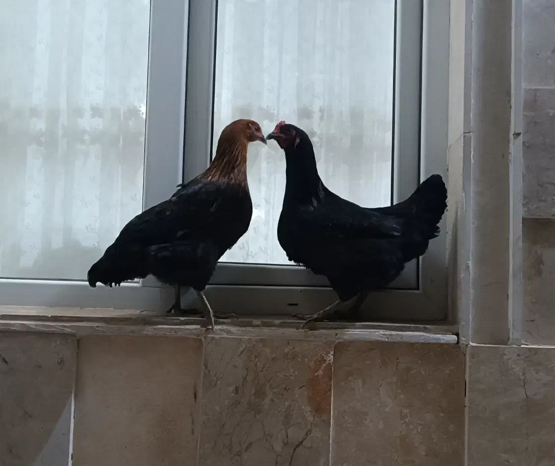 فروش یا معاوضه مرغ و خروس با یک عدد بوقلمون|حیوانات مزرعه|تاکستان, |دیوار