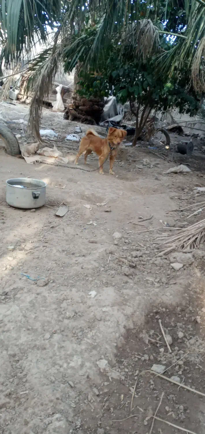 با دقت متن را بخونید|سگ|بم, |دیوار