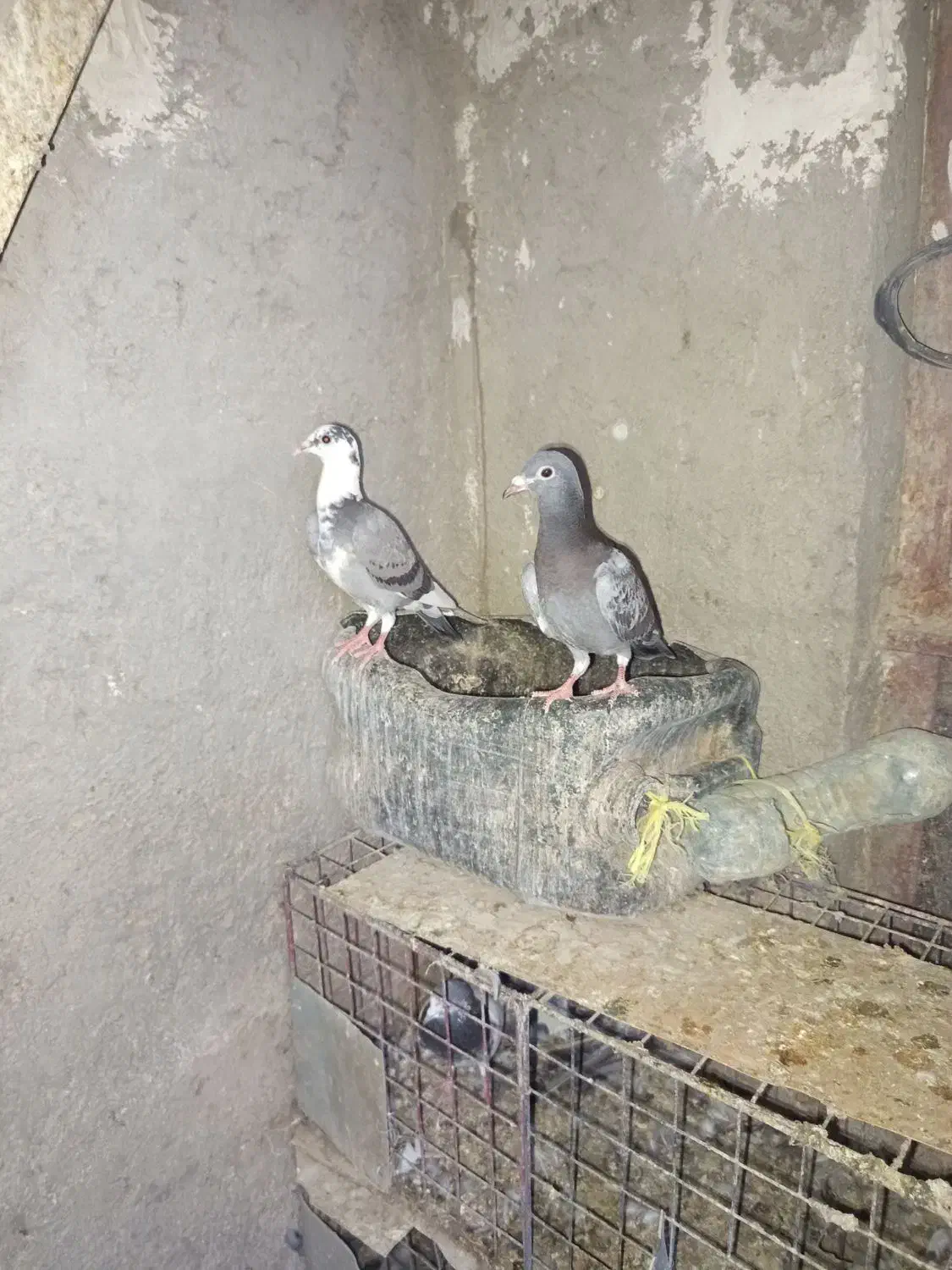 کبوتر|پرنده|زابل, |دیوار