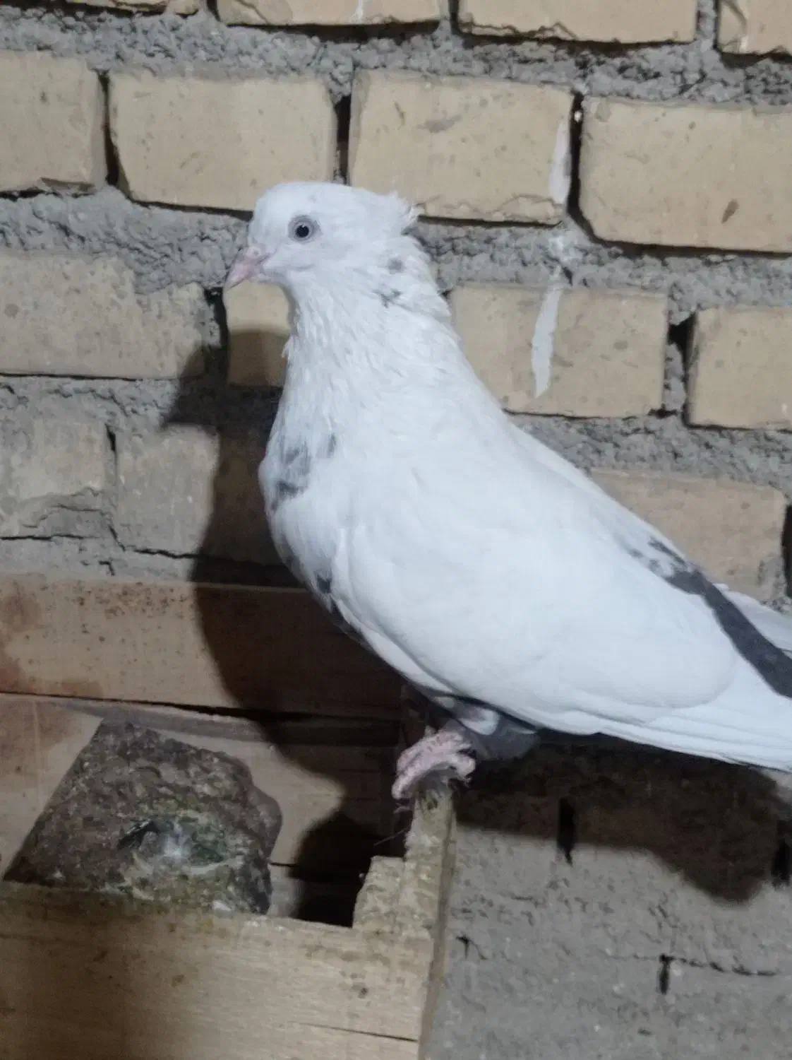 ماده دمبی|پرنده|بهبهان, |دیوار