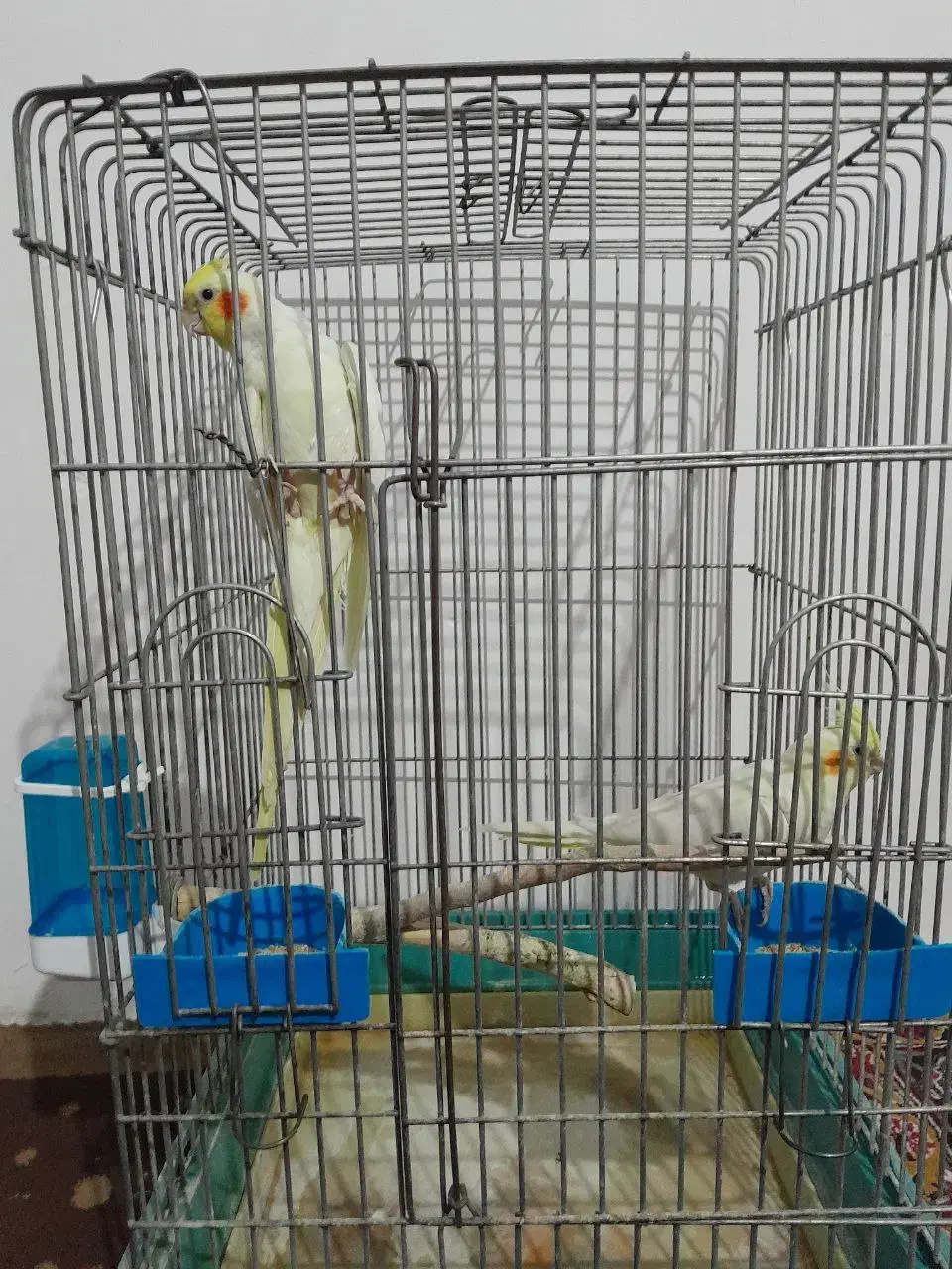 عروس هلندی|پرنده|تهران, هلال احمر|دیوار