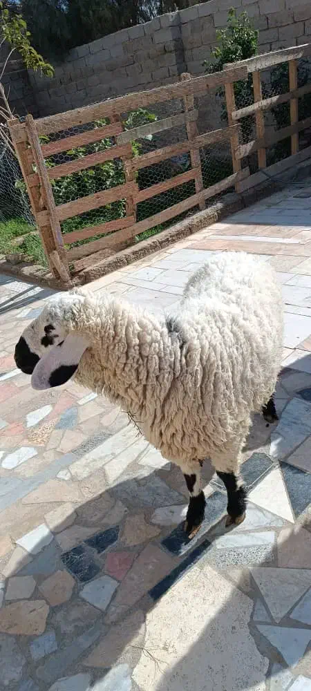 2 بره نره خونه ای|حیوانات مزرعه|زهک, |دیوار