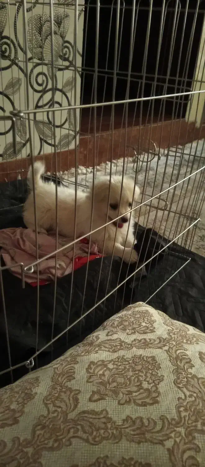 توله پامر 2ماهه|سگ|ری, اقدسیه|دیوار