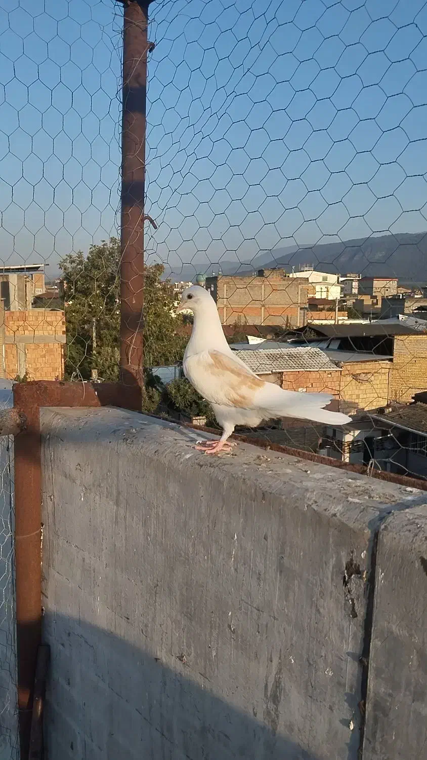 کبوتر دوبال|پرنده|دلند, |دیوار