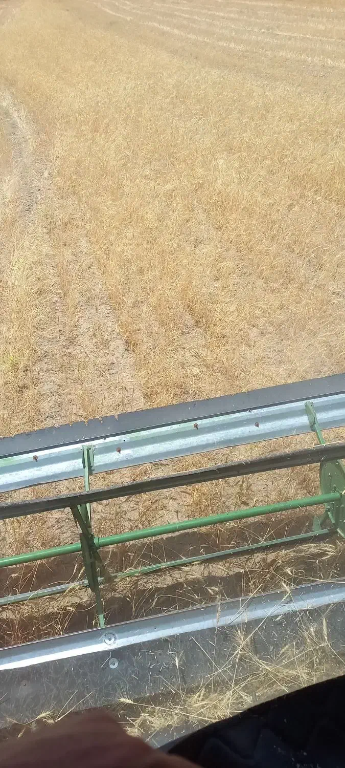 گندم دیم رقم باران|عمدهفروشی|شراء, |دیوار