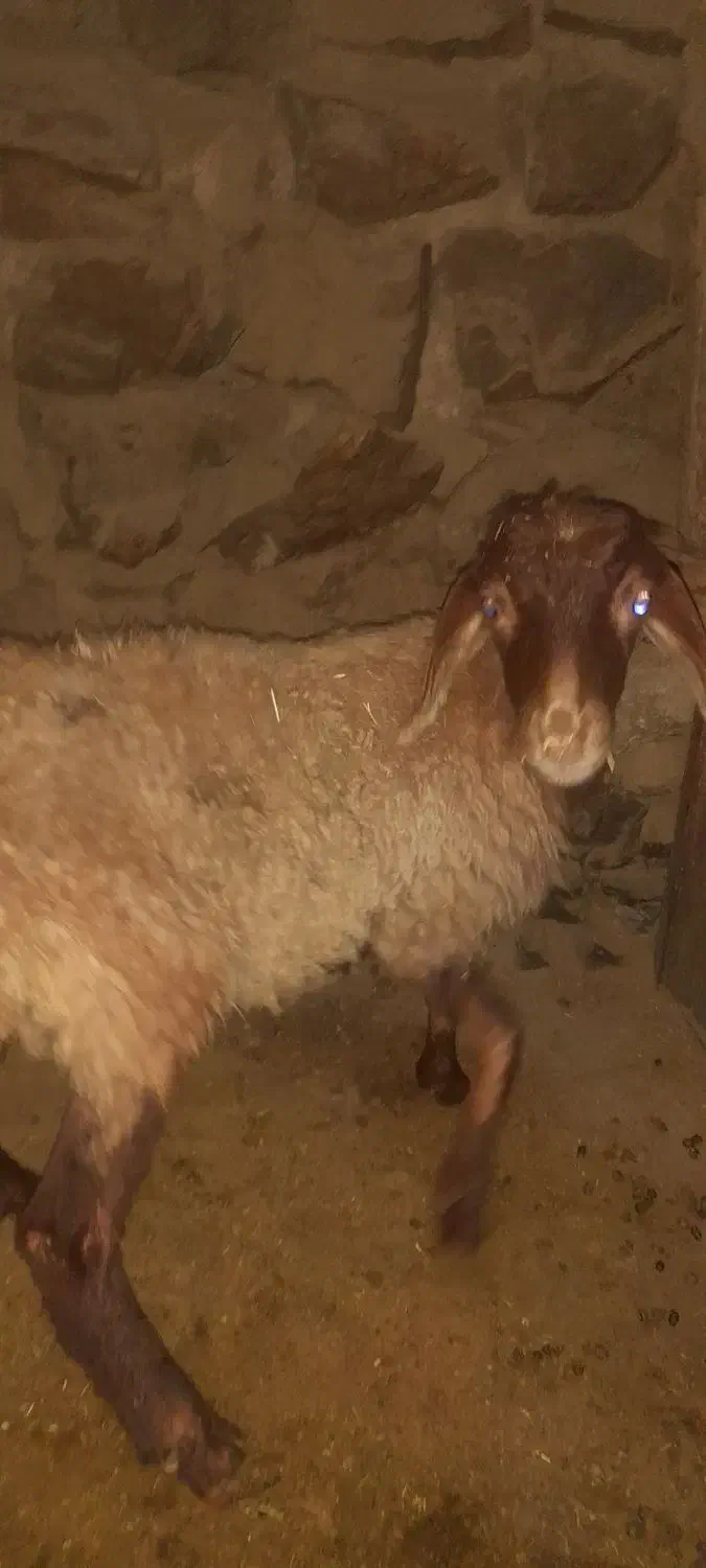 کاور نر|حیوانات مزرعه|دهگلان, |دیوار