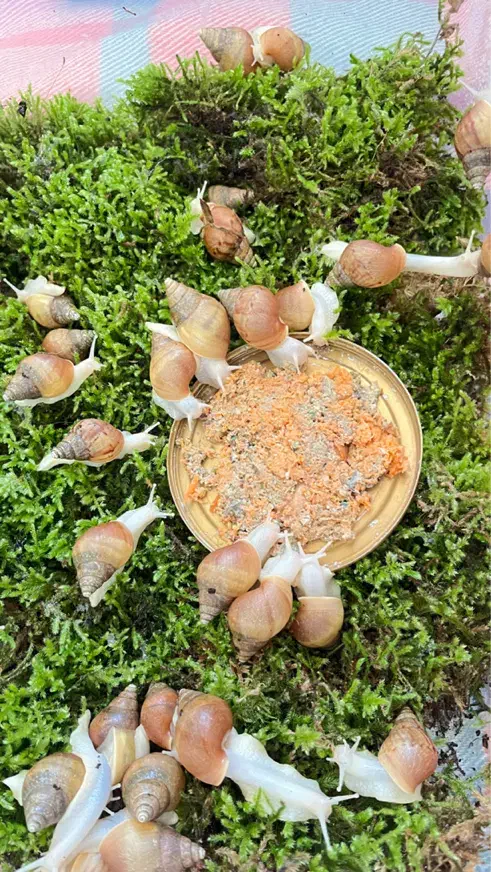 جوجه حلزون|خزنده|اصفهان, شهرک امام خمینی|دیوار