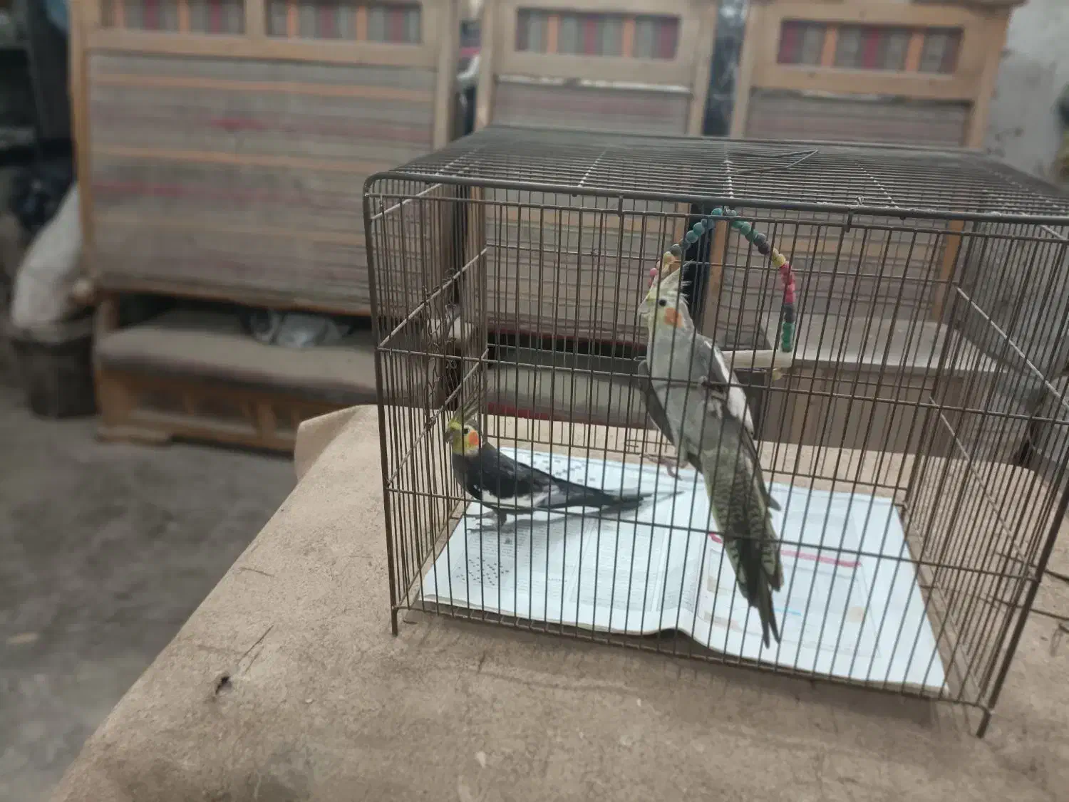 عروس هلندی|پرنده|رشت, فخب|دیوار